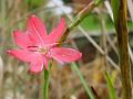 2007-1130_1320_Schizostylis_13,7_C